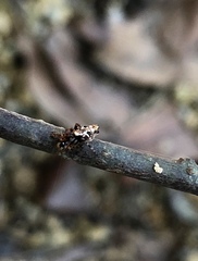 Cyclosa confusa