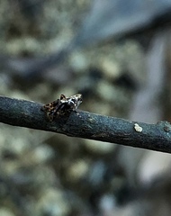 Cyclosa confusa