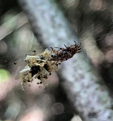 Cyclosa confusa
