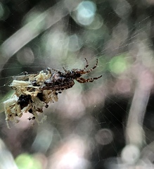 Cyclosa confusa