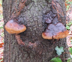Phellinus everhartii