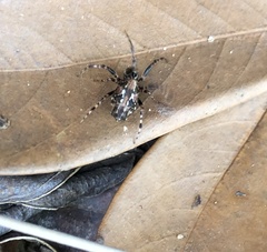 Cyclosa confusa