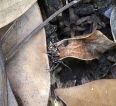 Cyclosa confusa