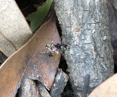 Cyclosa confusa