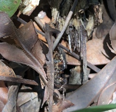Cyclosa confusa