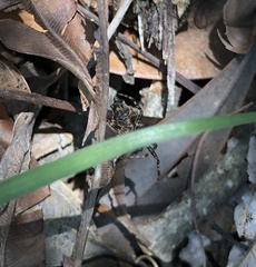 Cyclosa confusa