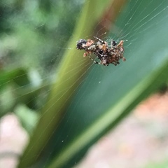 Cyclosa confusa