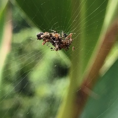 Cyclosa confusa