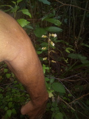 Gastrodia molloyi