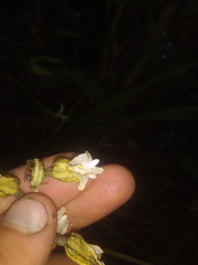 Gastrodia molloyi