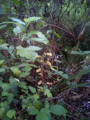 Gastrodia molloyi