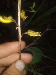 Gastrodia molloyi