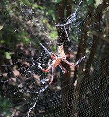 Argiope ocula