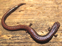 California Slender Salamander photo 2