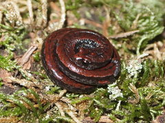 California Slender Salamander photo 3