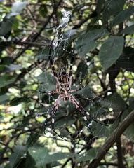 Argiope ocula