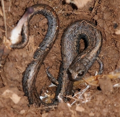 California Slender Salamander photo 4