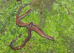 California Slender Salamander photo 5