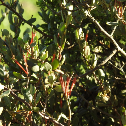 Image of Septulina glauca by (c) Noeleen du Toit, some rights reserved (CC BY-SA)