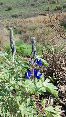 Lupinus pilosus