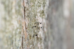 Mycocalicium subtile