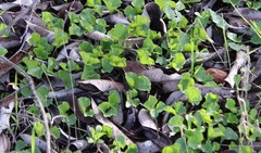 Dichondra occidentalis