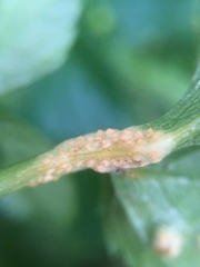 Puccinia smyrnii