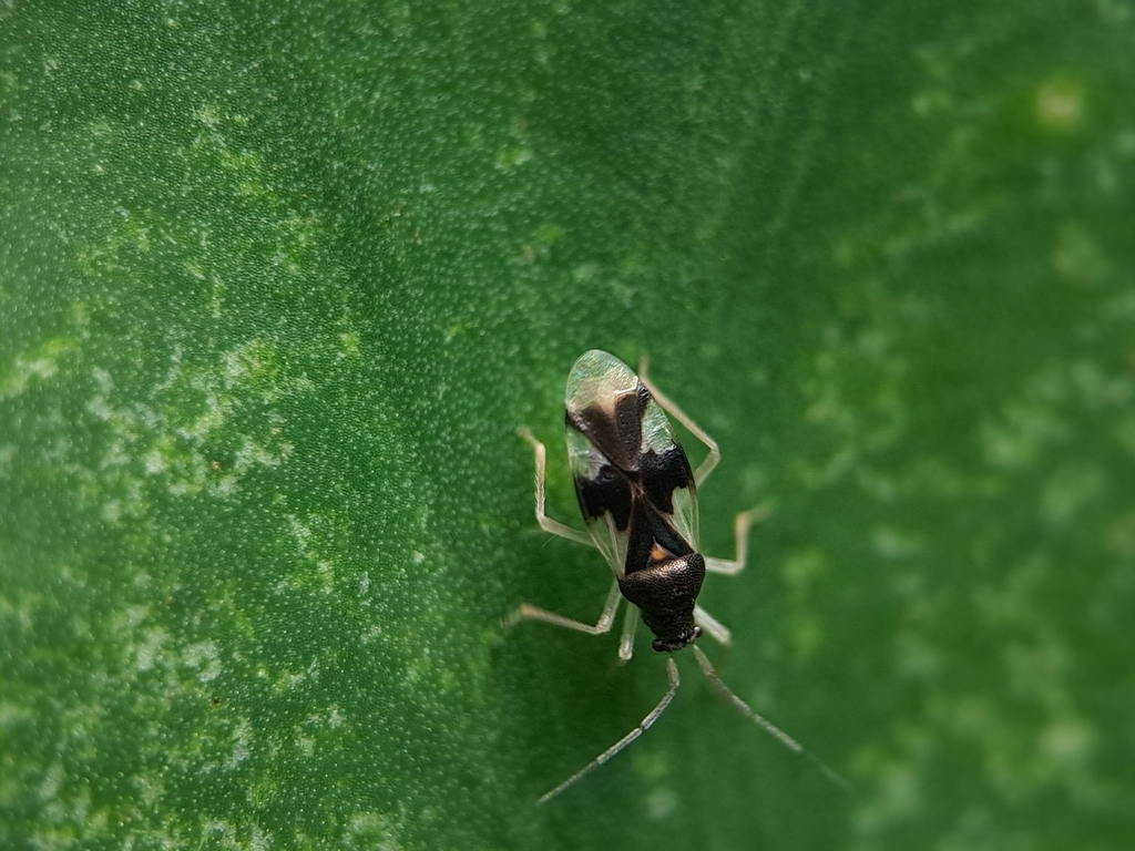 Ernestinus ramkeshariae