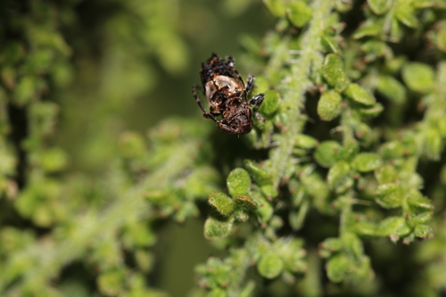 lesser thorn-tipped longhorn beetle, Noord-Holland, NL, photo 8 of 10