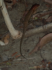 Sphenomorphus melanopogon