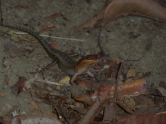 Sphenomorphus melanopogon