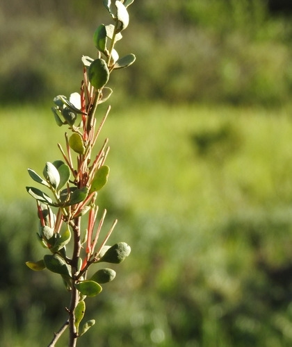 Image of Septulina glauca by (c) Noeleen du Toit, some rights reserved (CC BY-SA)