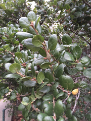 Quercus agrifolia