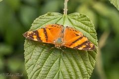 Hypanartia lethe