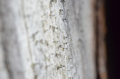 Mycocalicium subtile
