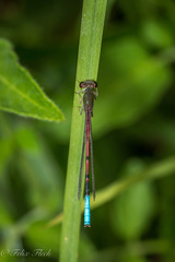 Oxyallagma dissidens