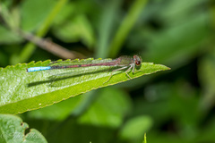 Oxyallagma dissidens