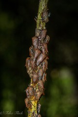 Metcalfiella