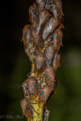 Metcalfiella