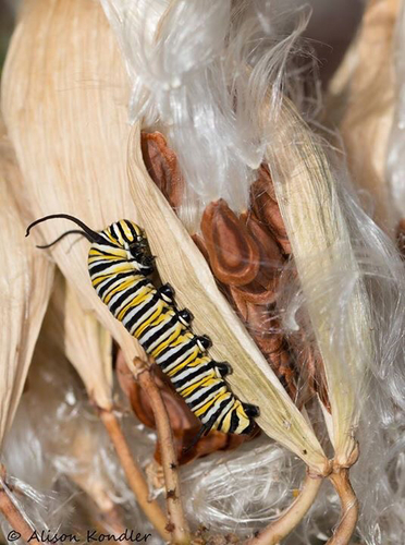 Monarch photographed in Colorado