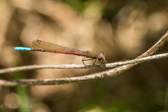 Oxyallagma dissidens