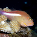 Hawkfishes - Photo (c) Klaus Stiefel, some rights reserved (CC BY-NC)