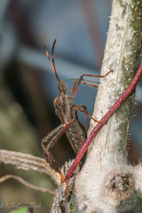 Leptoglossus zonatus