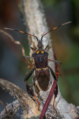 Leptoglossus zonatus