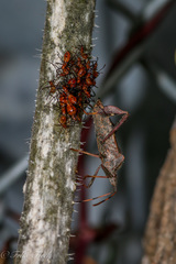 Leptoglossus zonatus