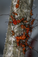 Leptoglossus zonatus