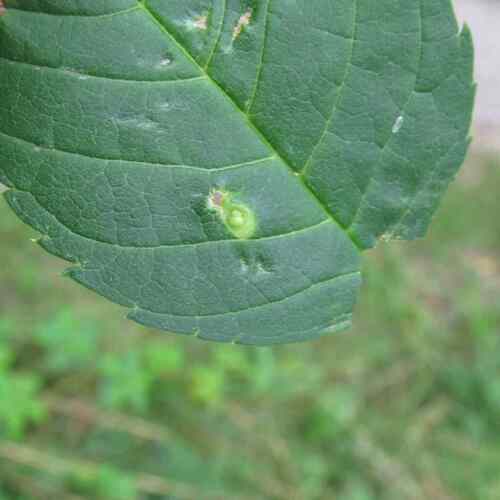 Aceria fraxinicola