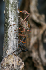 Leptoglossus zonatus