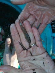Padogobius bonelli