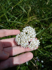 Achillea millefolium image